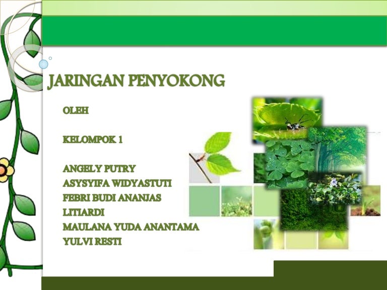 Detail Gambar Jaringan Penyokong Pada Tumbuhan Nomer 13
