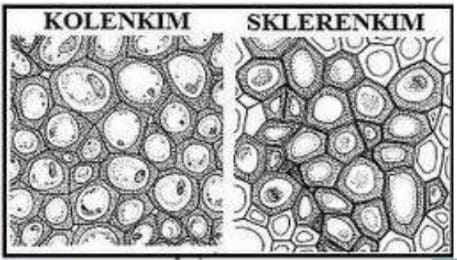 Detail Gambar Jaringan Penyokong Pada Tumbuhan Nomer 14