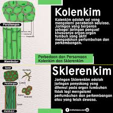 Detail Gambar Jaringan Penyokong Pada Tumbuhan Nomer 15