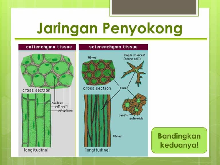 Detail Gambar Jaringan Penyokong Pada Tumbuhan Nomer 3