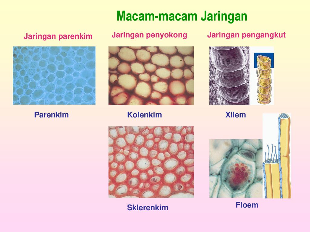 Detail Gambar Jaringan Penyokong Pada Tumbuhan Nomer 21