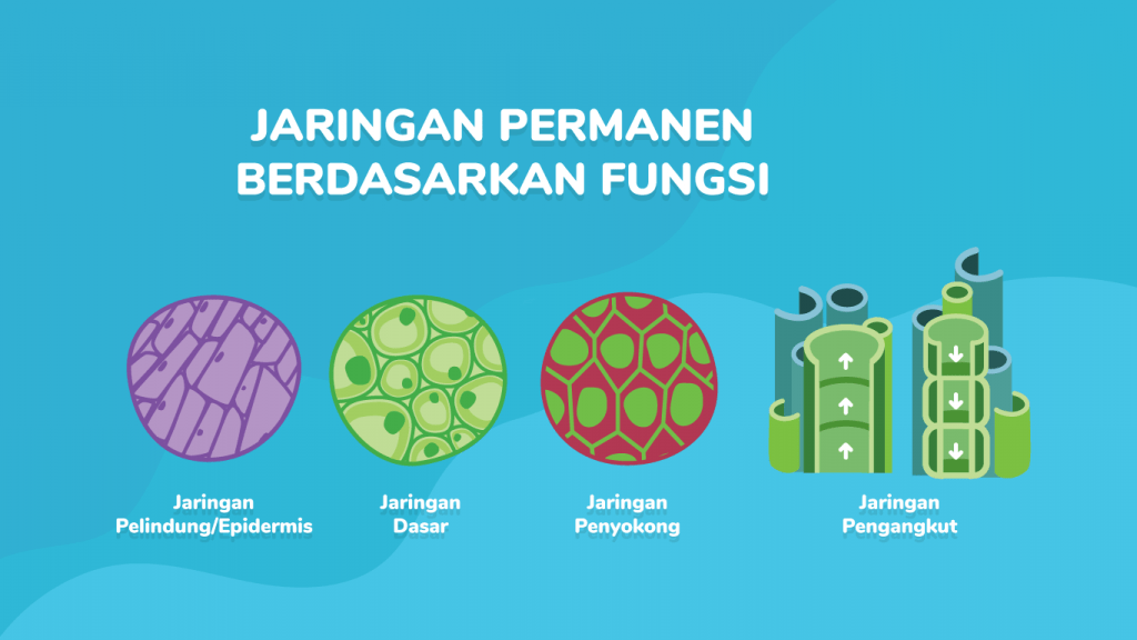 Detail Gambar Jaringan Penyokong Pada Tumbuhan Nomer 22