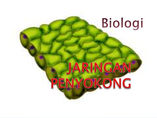 Detail Gambar Jaringan Penyokong Pada Tumbuhan Nomer 27