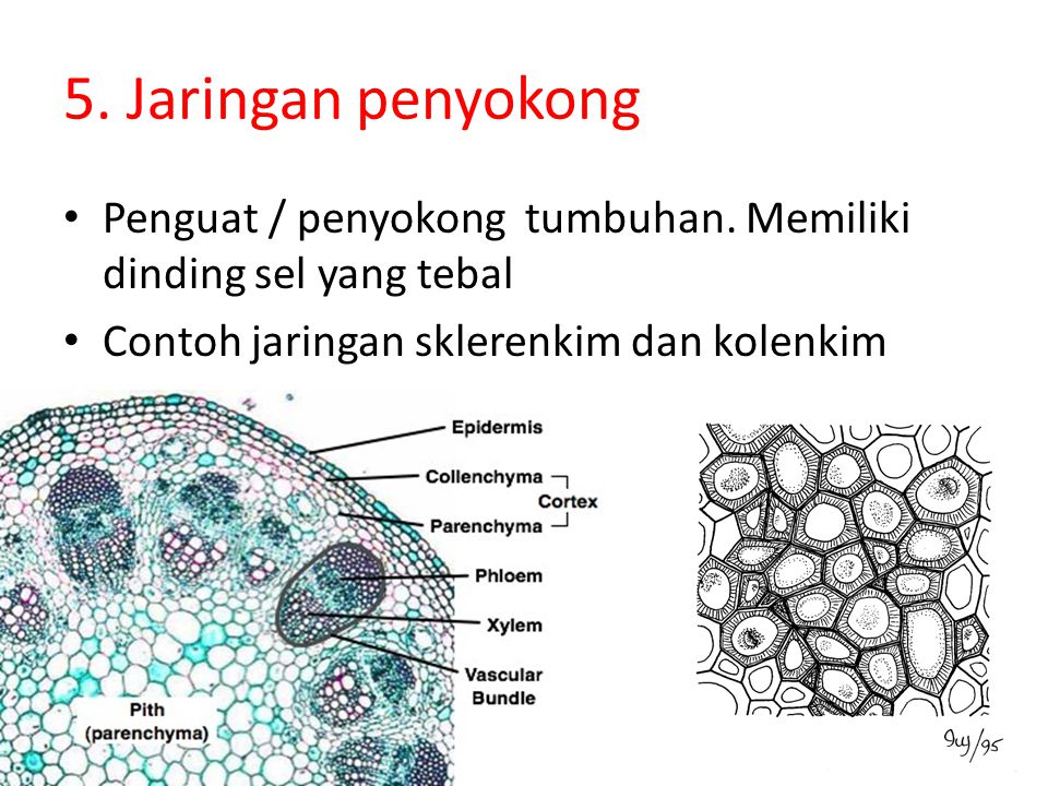 Detail Gambar Jaringan Penyokong Pada Tumbuhan Nomer 28