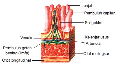 Detail Gambar Jaringan Penyokong Pada Tumbuhan Nomer 31