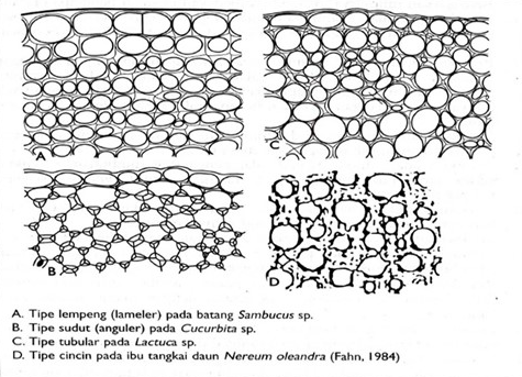 Detail Gambar Jaringan Penyokong Pada Tumbuhan Nomer 32