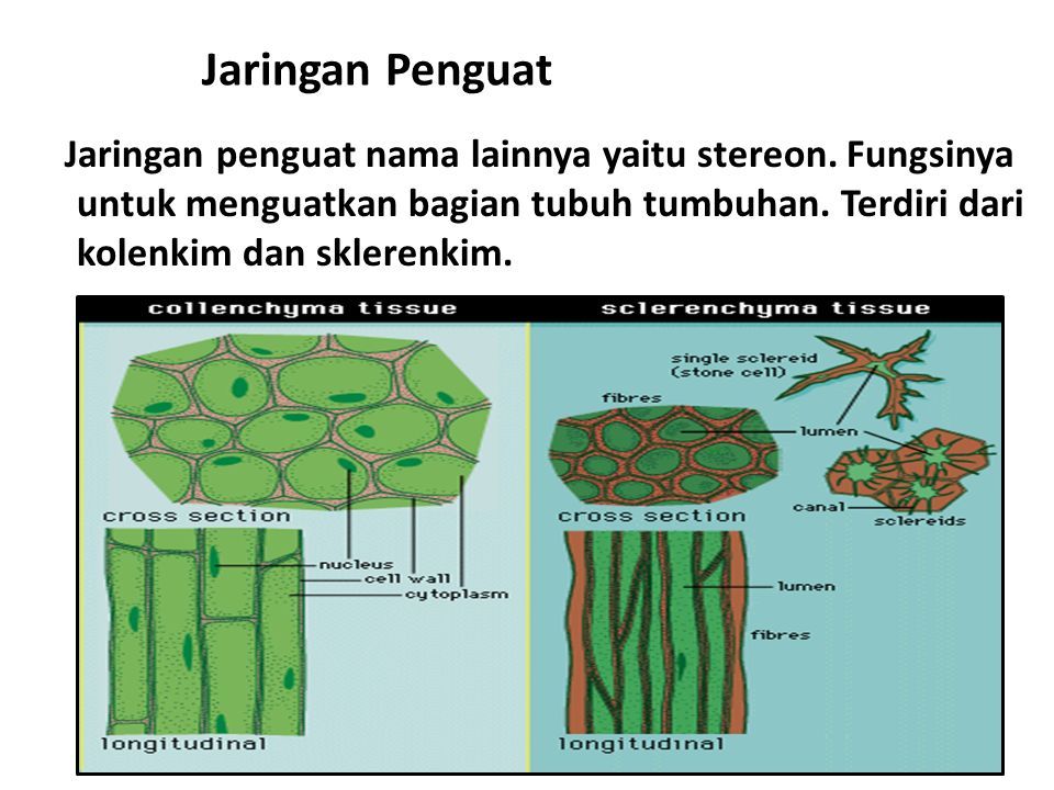 Detail Gambar Jaringan Penyokong Pada Tumbuhan Nomer 33