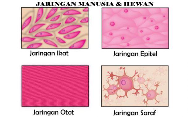 Detail Gambar Jaringan Penyokong Pada Tumbuhan Nomer 35