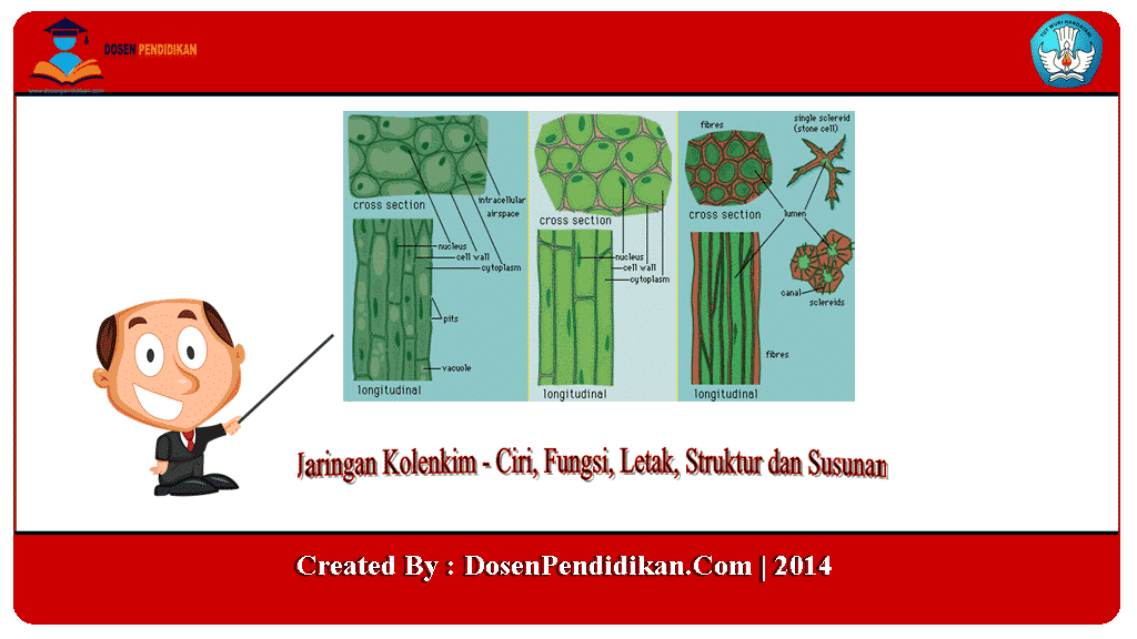 Detail Gambar Jaringan Penyokong Pada Tumbuhan Nomer 36