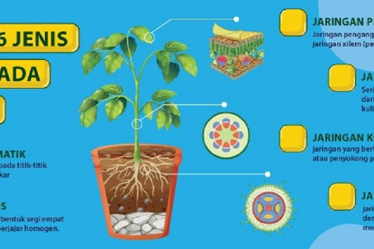 Detail Gambar Jaringan Penyokong Pada Tumbuhan Nomer 42