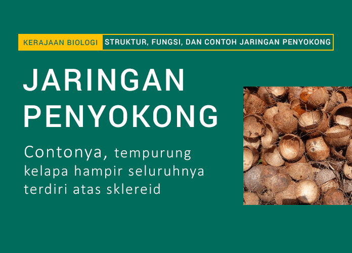 Detail Gambar Jaringan Penyokong Pada Tumbuhan Nomer 44
