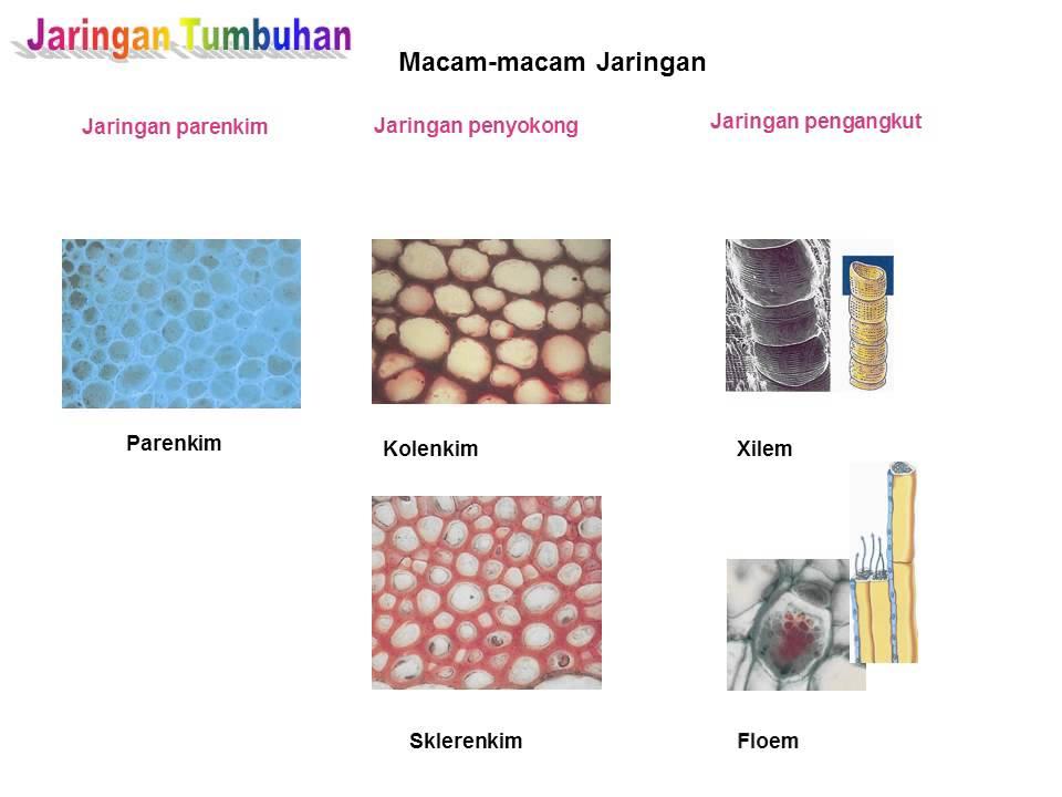 Detail Gambar Jaringan Penyokong Pada Tumbuhan Nomer 46