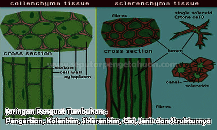 Detail Gambar Jaringan Penyokong Pada Tumbuhan Nomer 48
