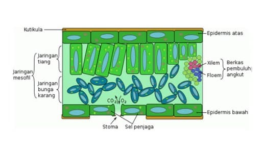 Detail Gambar Jaringan Penyusun Daun Nomer 8