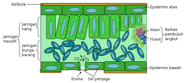 Detail Gambar Jaringan Penyusun Daun Nomer 9