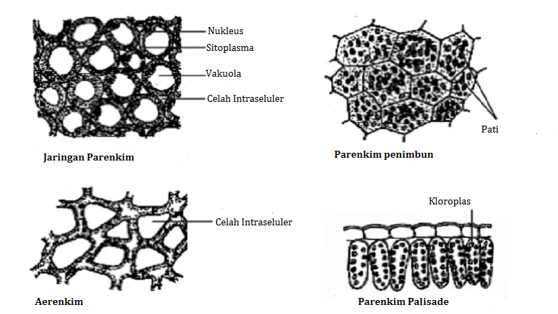 Detail Gambar Jaringan Permanen Nomer 39