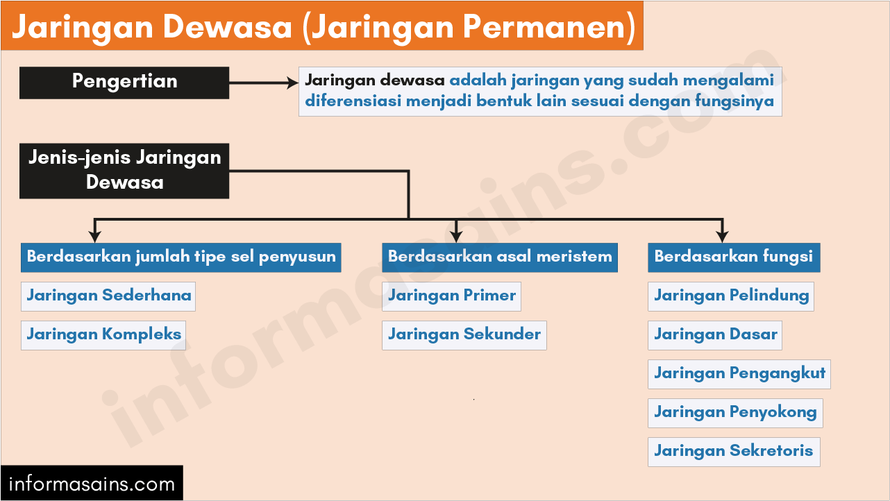 Detail Gambar Jaringan Permanen Nomer 47