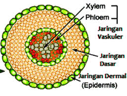 Detail Gambar Jaringan Permanen Nomer 4