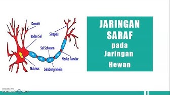 Detail Gambar Jaringan Saraf Pada Hewan Nomer 32