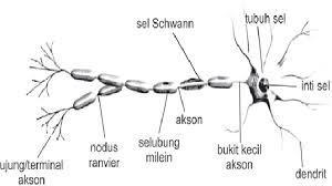 Detail Gambar Jaringan Saraf Pada Hewan Nomer 35