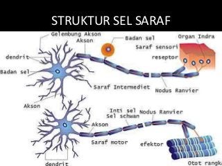 Detail Gambar Jaringan Saraf Pada Hewan Nomer 51