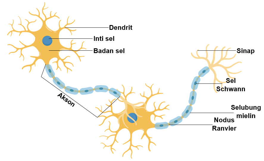 Detail Gambar Jaringan Saraf Pada Hewan Nomer 8