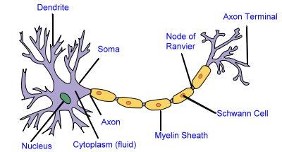Detail Gambar Jaringan Saraf Pada Hewan Nomer 9
