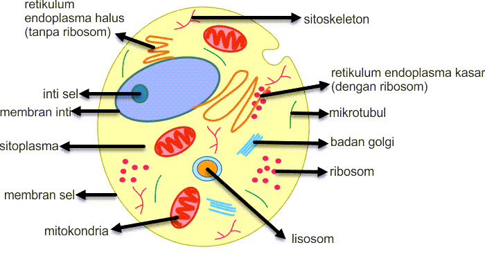 Detail Gambar Jaringan Sel Hewan Nomer 9