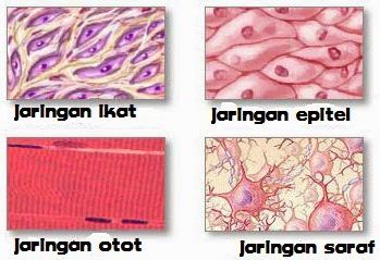 Detail Gambar Jaringan Sel Hewan Nomer 26