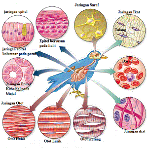 Detail Gambar Jaringan Sel Hewan Nomer 7