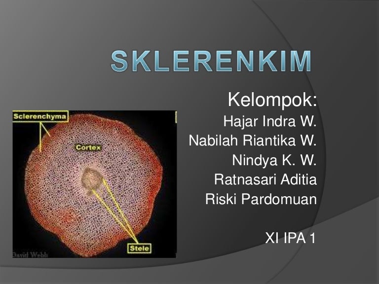 Detail Gambar Jaringan Sklerenkim Nomer 26