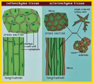 Detail Gambar Jaringan Sklerenkim Nomer 37