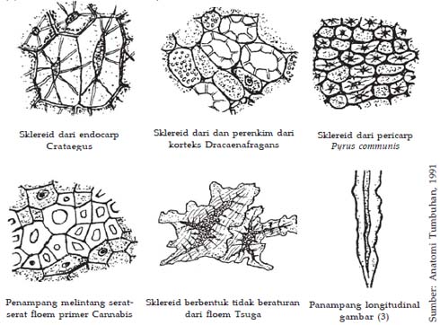 Detail Gambar Jaringan Sklerenkim Nomer 6