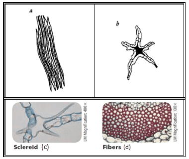 Detail Gambar Jaringan Sklerenkim Nomer 50
