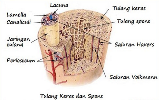 Detail Gambar Jaringan Tulang Nomer 2