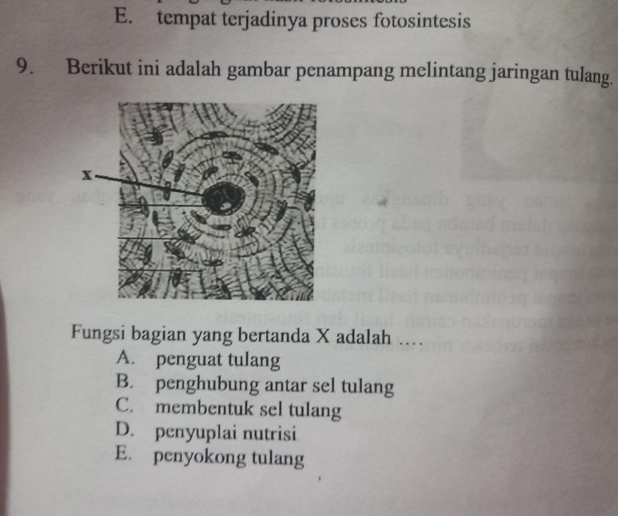 Detail Gambar Jaringan Tulang Nomer 17