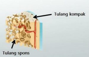 Detail Gambar Jaringan Tulang Nomer 27