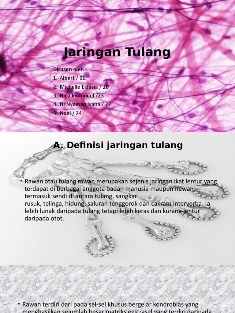 Detail Gambar Jaringan Tulang Nomer 30