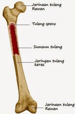 Detail Gambar Jaringan Tulang Keras Nomer 17