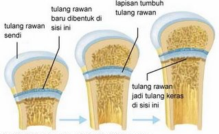 Detail Gambar Jaringan Tulang Keras Nomer 21