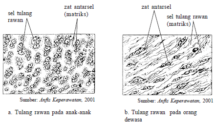 Detail Gambar Jaringan Tulang Keras Nomer 27