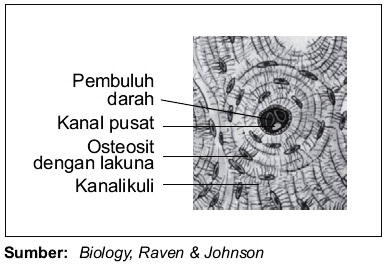 Detail Gambar Jaringan Tulang Keras Nomer 3