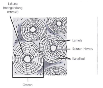 Detail Gambar Jaringan Tulang Keras Nomer 35