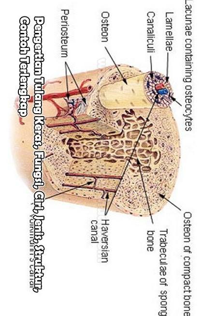 Detail Gambar Jaringan Tulang Keras Nomer 40