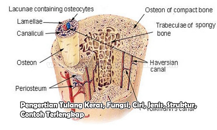 Detail Gambar Jaringan Tulang Keras Nomer 5