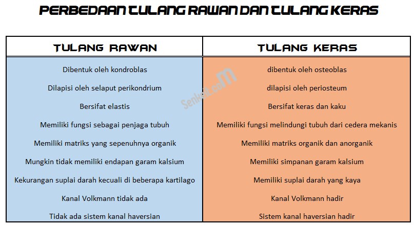 Detail Gambar Jaringan Tulang Keras Nomer 48