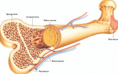 Detail Gambar Jaringan Tulang Keras Nomer 6