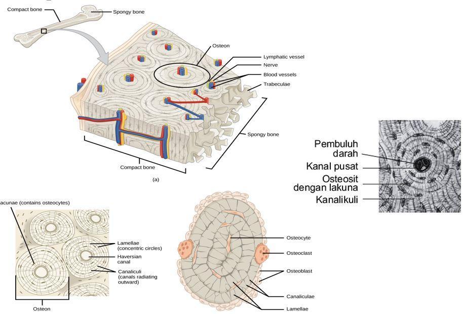 Detail Gambar Jaringan Tulang Keras Nomer 9