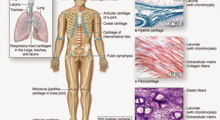 Detail Gambar Jaringan Tulang Rawan Nomer 47