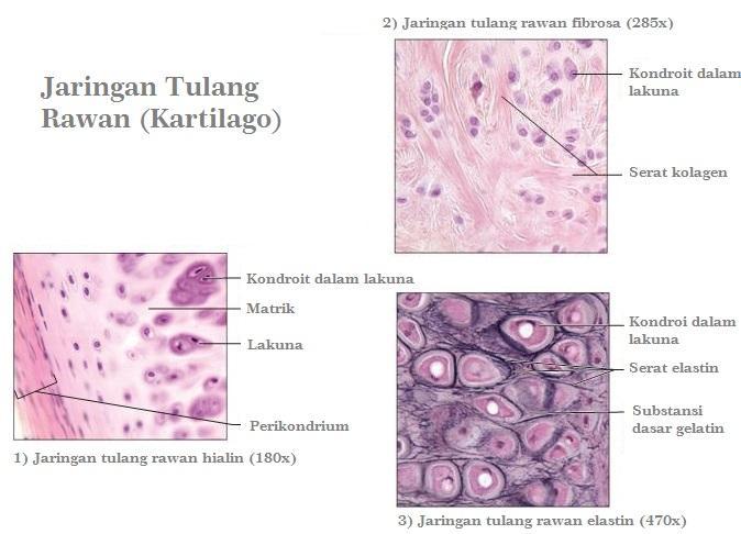 Detail Gambar Jaringan Tulang Rawan Nomer 7